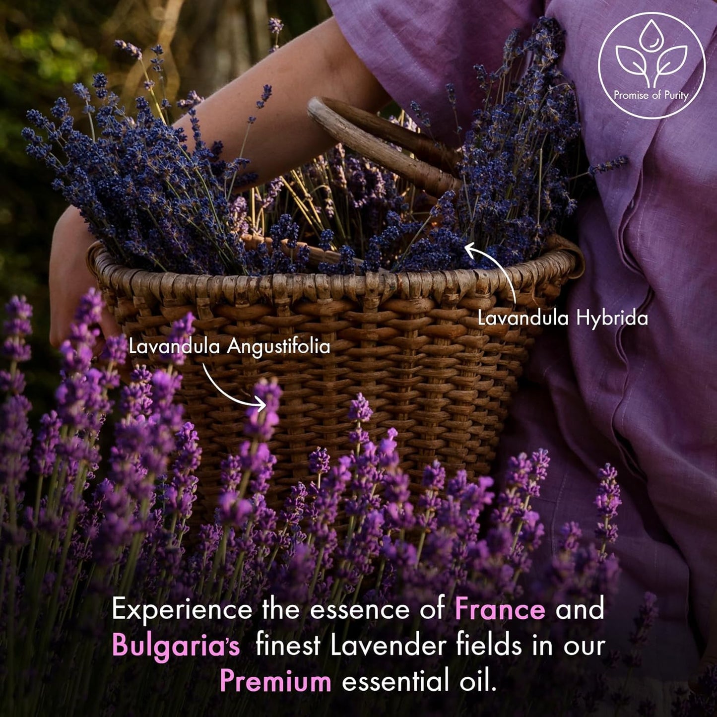 SKY-TOUCH Migcaput Aromatherapy Essential Oil 118ml – 100% Pure & Natural Lavender Oil for Diffuser, Sleep, Skin Care, DIY Projects & Stress Relief